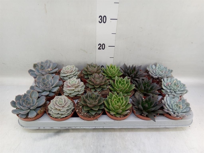 <h4>Echeveria   ...mix</h4>