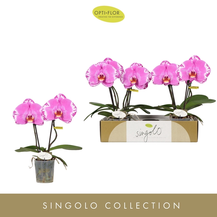 <h4>Phalaenopsis overig paars (meerdere</h4>