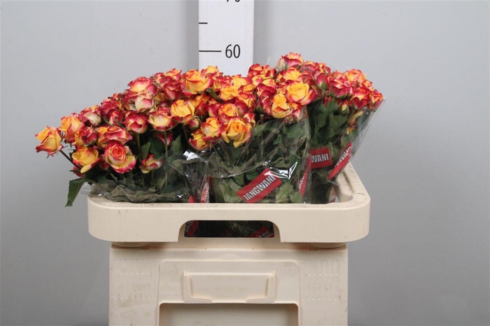 <h4>R Tr Land Of Fire</h4>