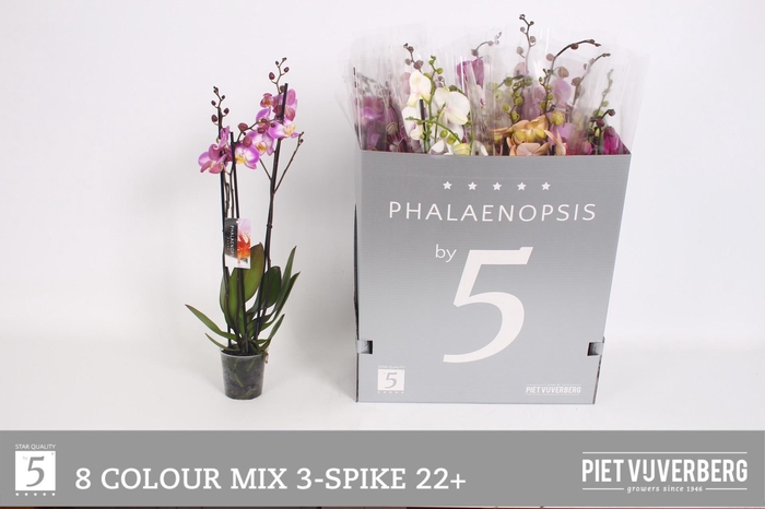 <h4>PHAL GEM 8 KL</h4>