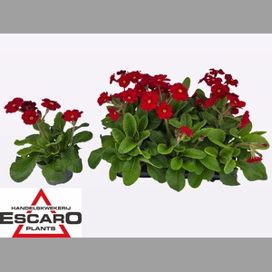 PRIM EL ST LEUCHTROT