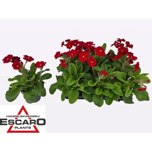 PRIM EL ST LEUCHTROT