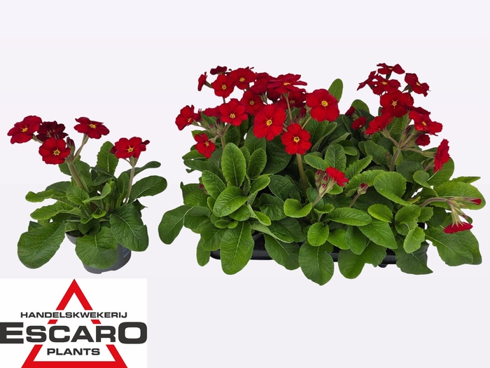 <h4>PRIM EL ST LEUCHTROT</h4>