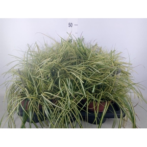 Carex hachijoensis 'Evergold'