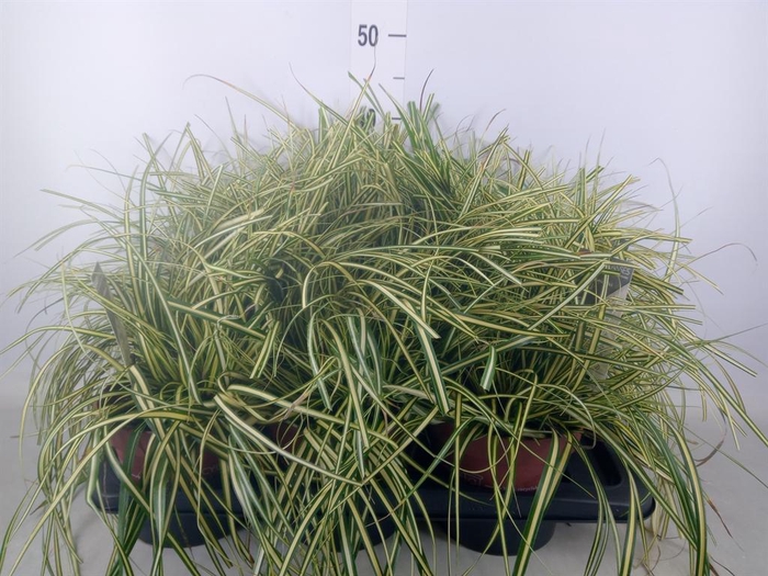 <h4>Carex hachijoensis 'Evergold'</h4>