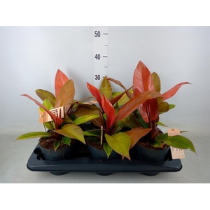 Philodendron  'Prince Of Orange'