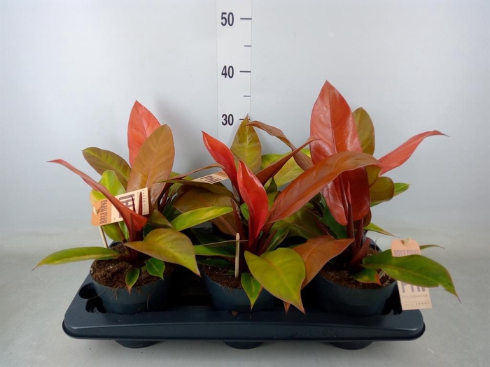 <h4>Philodendron  'Prince Of Orange'</h4>