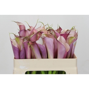 Zantedeschia Eydolls Purple White