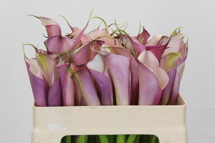 <h4>Zantedeschia Eydolls Purple White</h4>