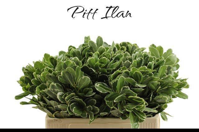 <h4>PITTOSP TO ILAN</h4>