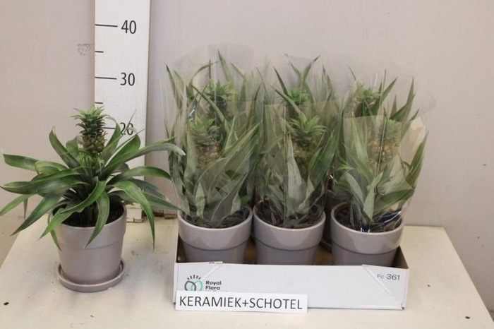 <h4>ANANAS MI AMIGO</h4>