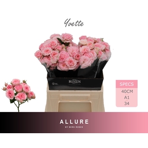R TR YVETTE ALLURE 40 cm