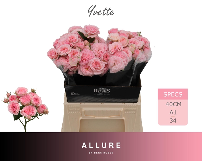 <h4>R TR YVETTE ALLURE 40 cm</h4>