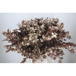 Euca Cinerea Antique Red 200gr P Bunch