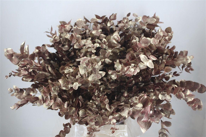 <h4>Euca Cinerea Antique Red 200gr P Bunch</h4>