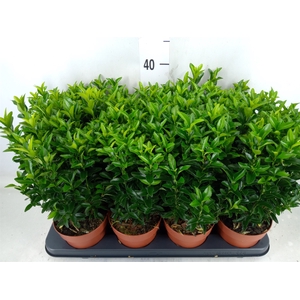 Euonymus japon. 'Green Spire'