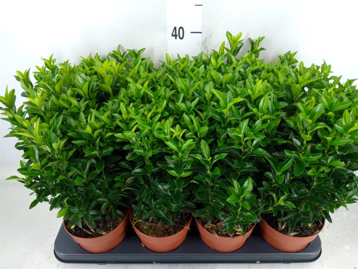 <h4>Euonymus japon. 'Green Spire'</h4>