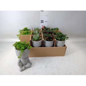 Arr.   Kamerplant Groen L%