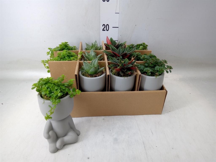 <h4>Arr.   Kamerplant Groen L%</h4>