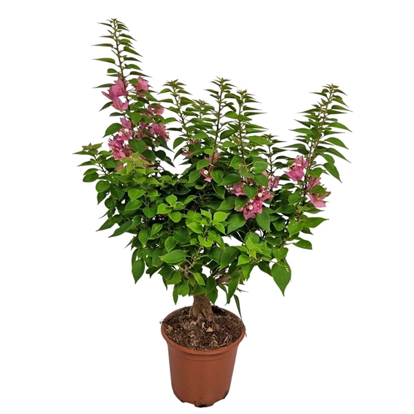 <h4>Bougainvillea Thai Trunk</h4>