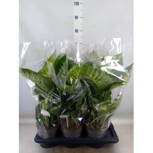 Dieffenbachia seg. 'Reeva'