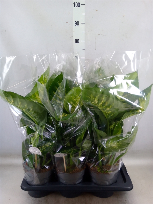 <h4>Dieffenbachia seg. 'Reeva'</h4>