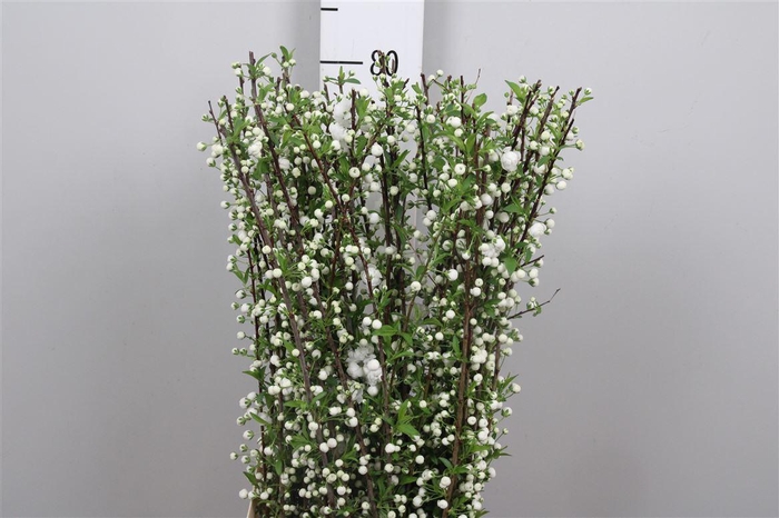 <h4>Prunus Gland Wit St</h4>