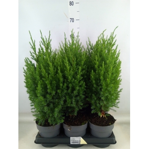 Juniperus chinensis 'Stricta'