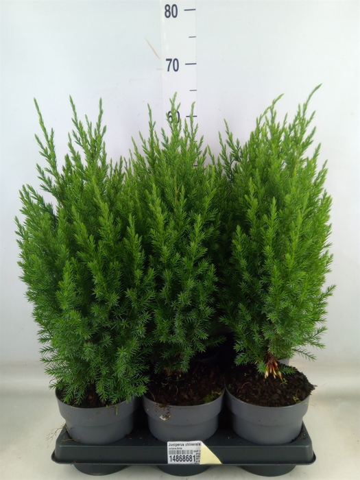 <h4>Juniperus chinensis 'Stricta'</h4>