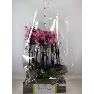 Phalaenopsis   ...rose