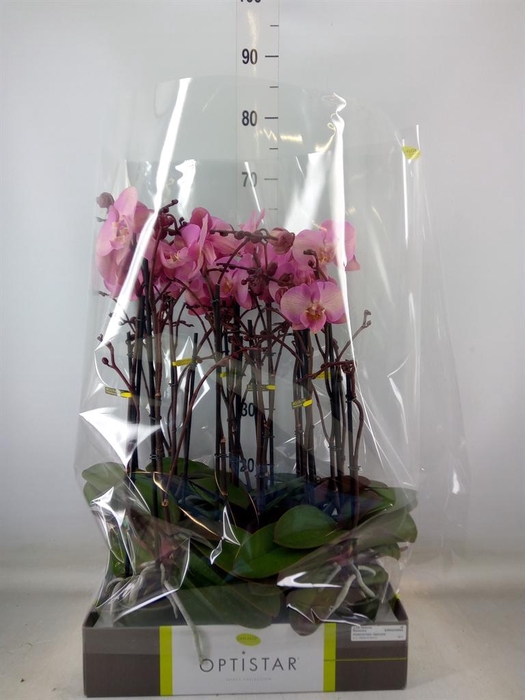 <h4>Phalaenopsis ...rose</h4>