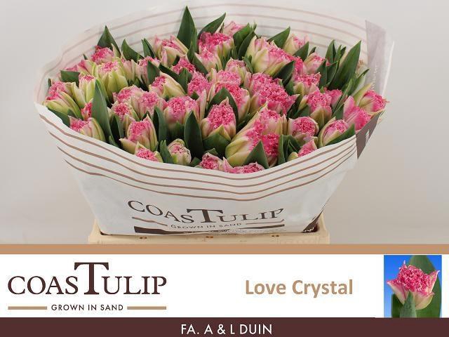 <h4>TU FR LOVE CRYSTAL</h4>