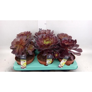 Aeonium   ...