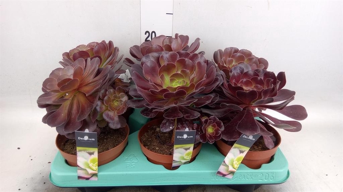 <h4>Aeonium   ...</h4>