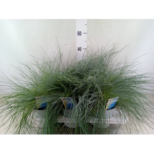 Festuca glauca 'Intens Blue'