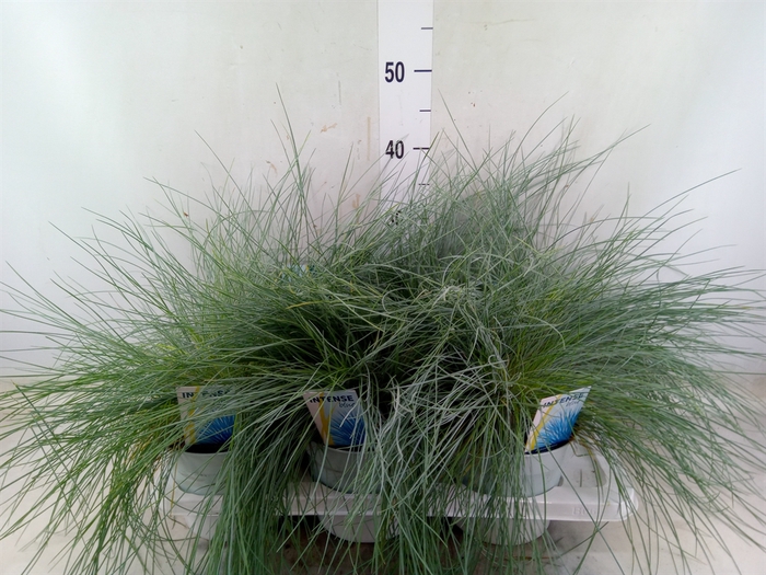 <h4>Festuca glauca 'Intens Blue'</h4>