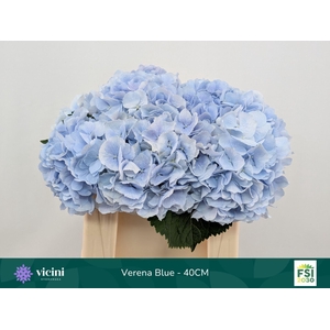 Hydrangea  'Verena Blue'