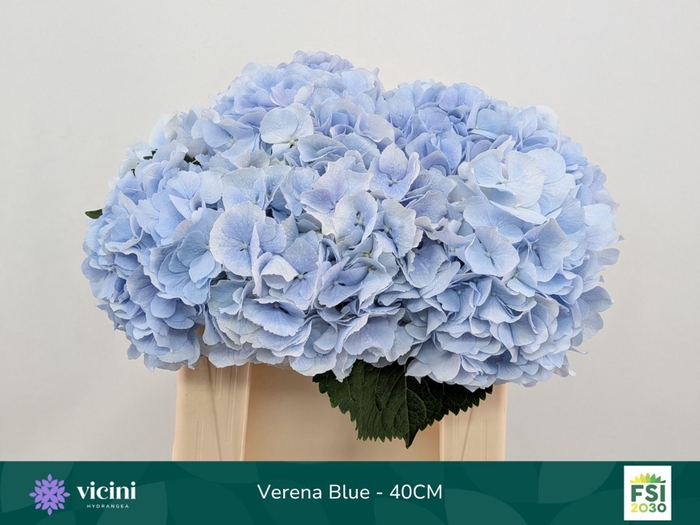 <h4>Hydrangea  'Verena Blue'</h4>