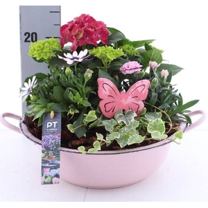 ARR TUINPLANTEN