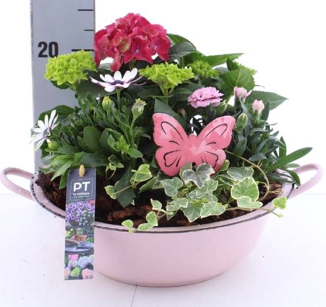 <h4>ARR TUINPLANTEN</h4>