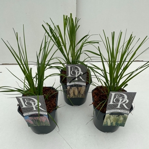 Cortaderia sell. mix