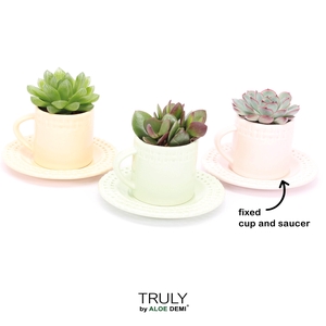 TRULY Succulent, Coffee Pastel