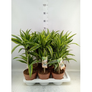 Dracaena fr de 'LemonLime'