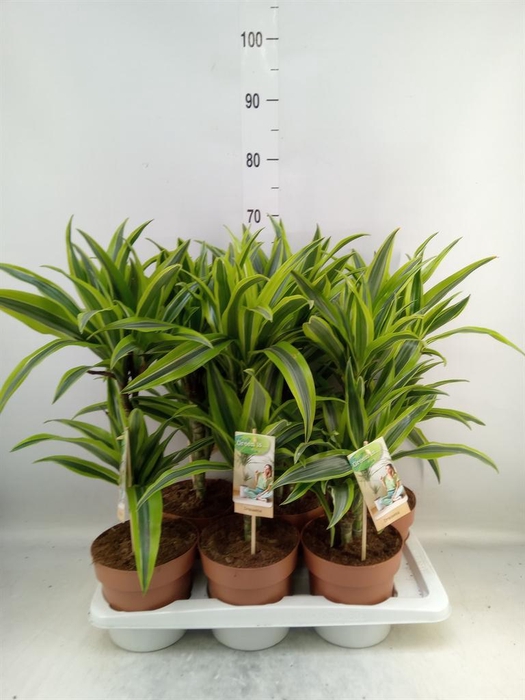 <h4>Dracaena fr de 'LemonLime'</h4>