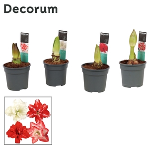 Amaryllis Dubbelbl. Mix 2 Knop (Decorum)
