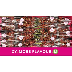 Cymbidium Brownie