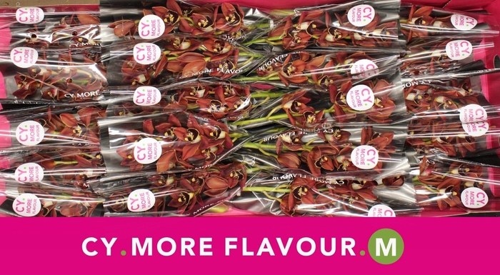 <h4>Cymbidium Brownie</h4>