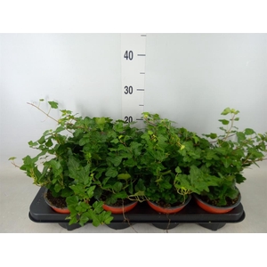Hedera helix 'Wonder'