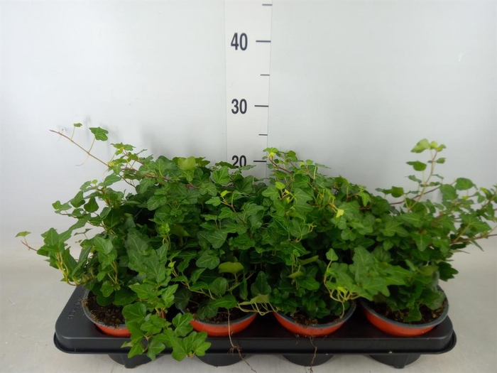 <h4>Hedera helix 'Wonder'</h4>