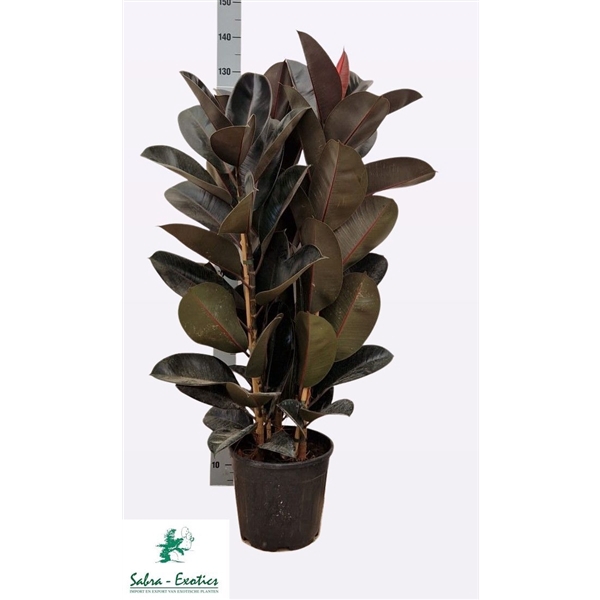 <h4>Ficus elastica 'Abidjan'</h4>